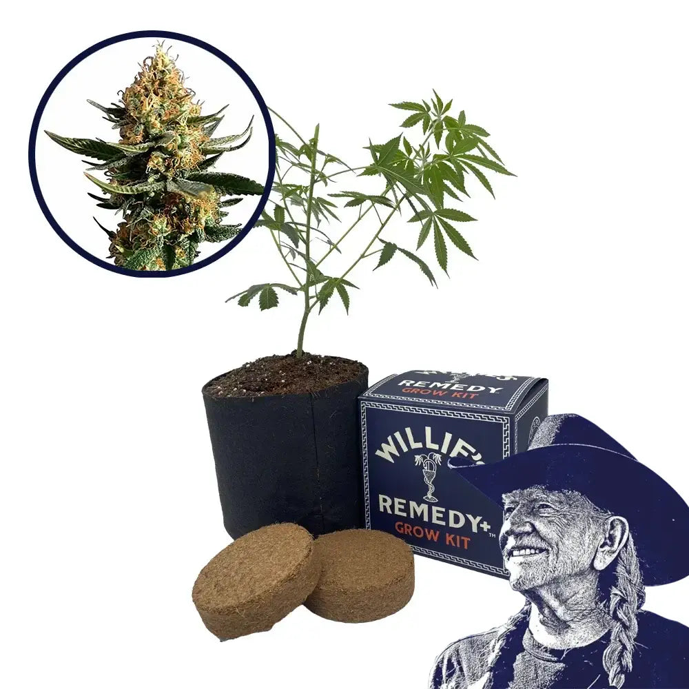 Chemdawg 91 Strain Grow Kit