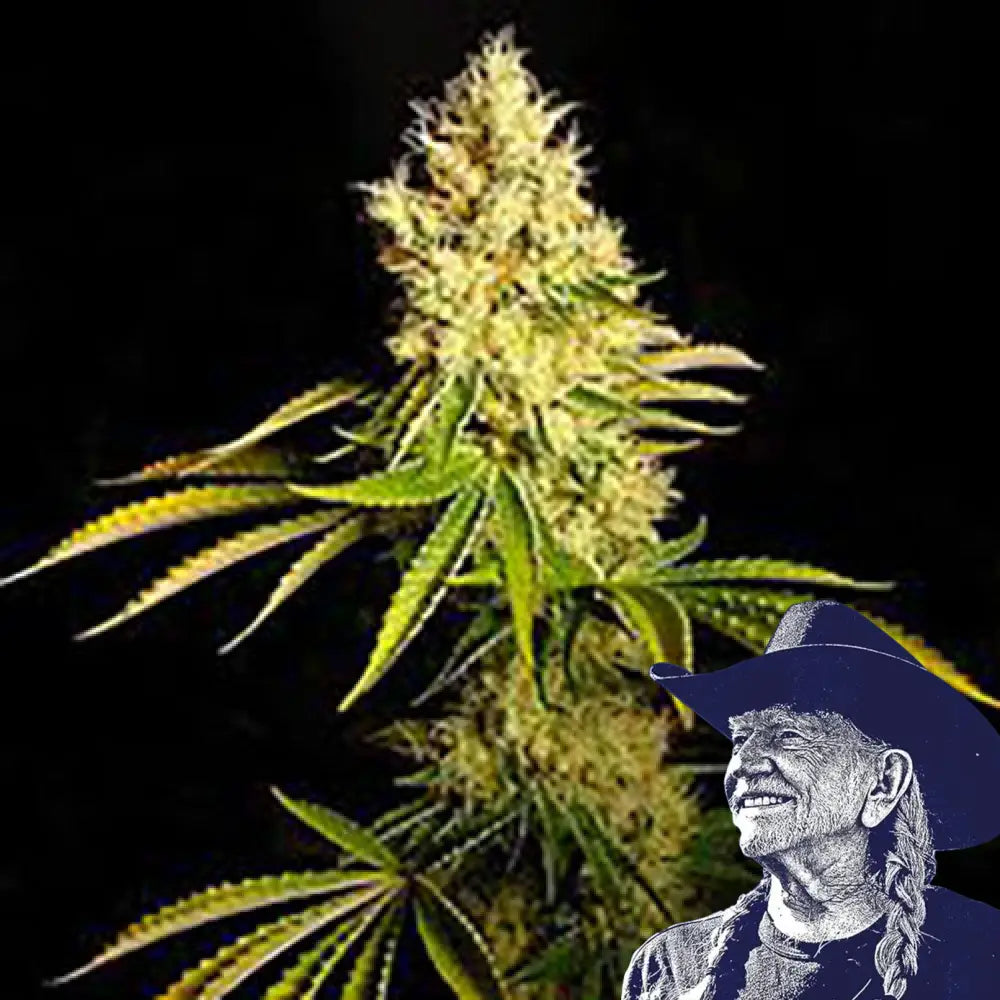 Chemdawg Auto