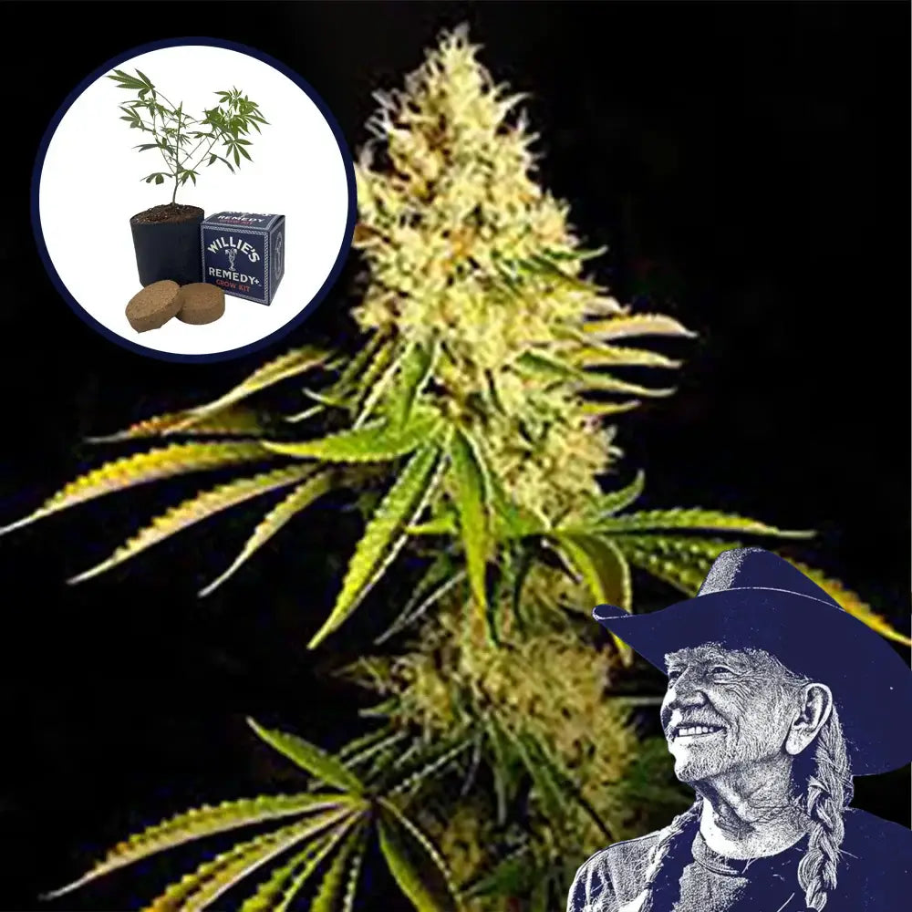 Chemdawg Grow Kit