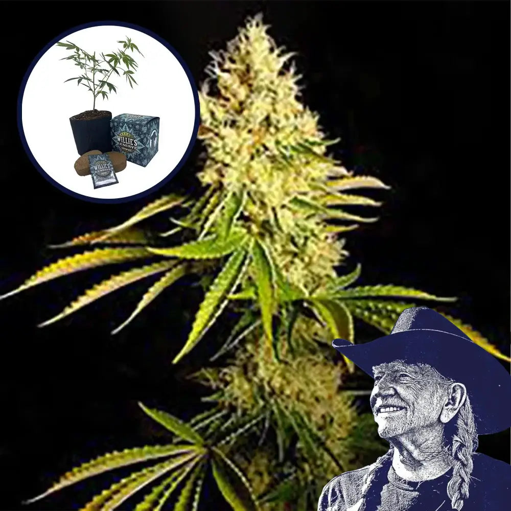 Chemdawg High Yield Grow Kit
