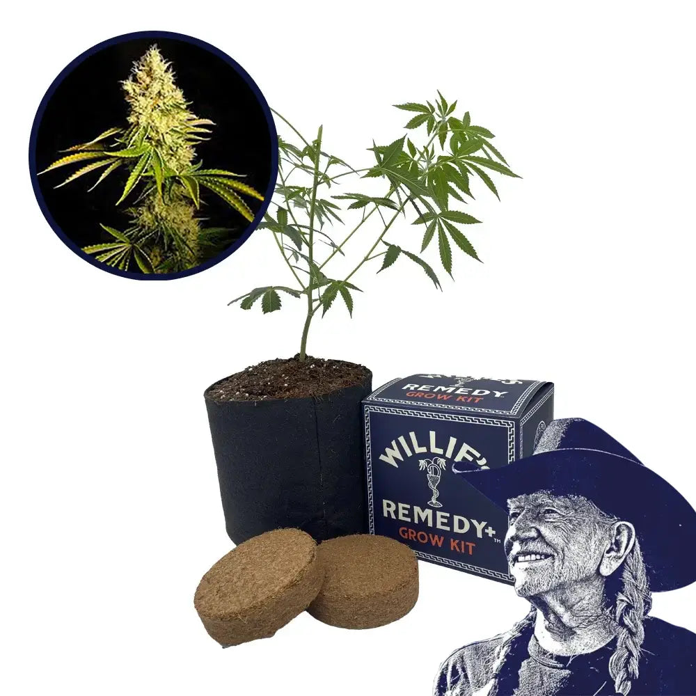 Chemdawg Strain Grow Kit