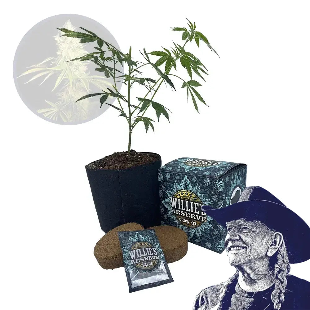 Chemdawg Strain High Yield Grow Kit