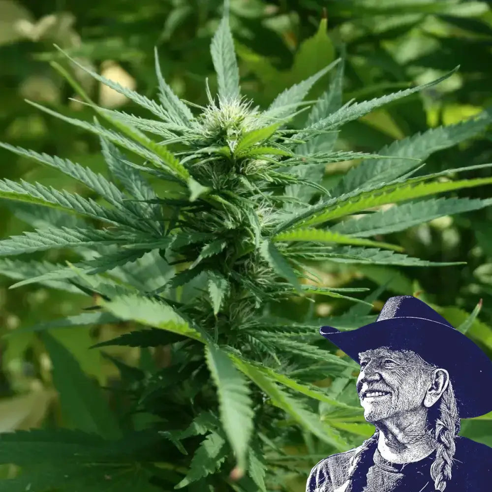 Chernobyl Auto