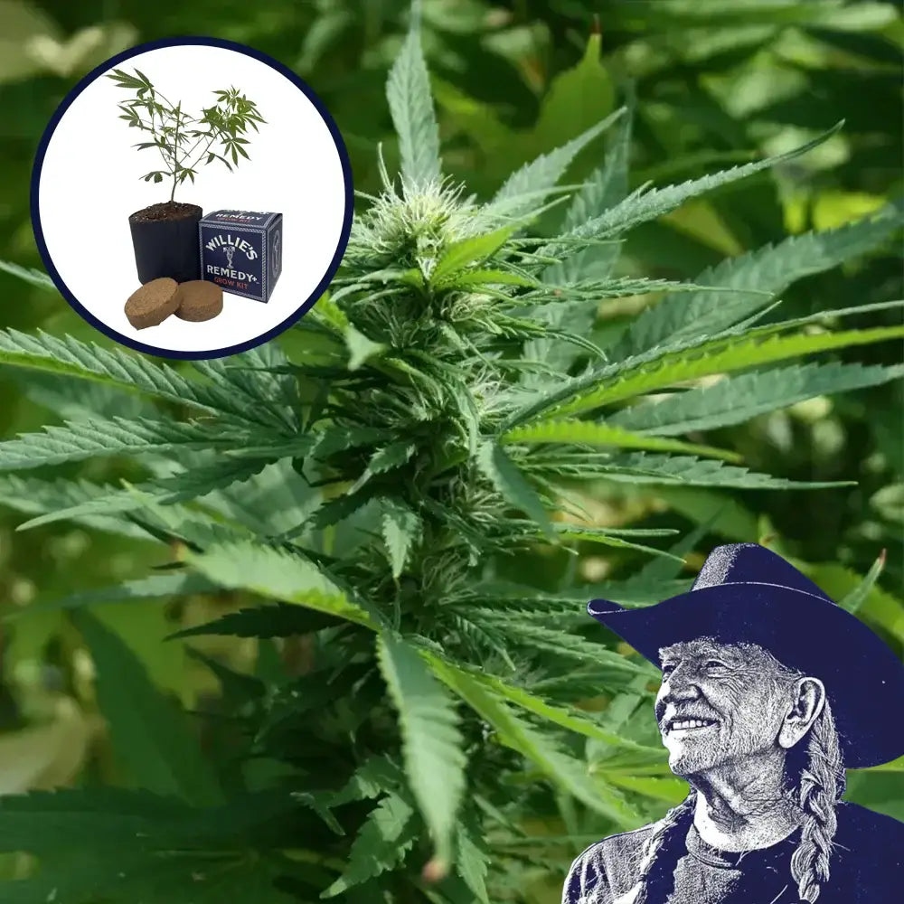 Chernobyl Grow Kit
