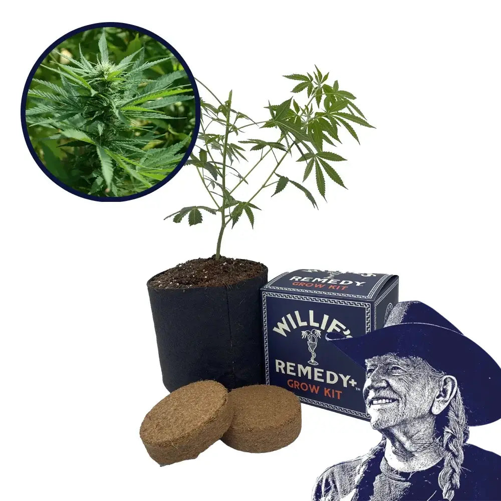 Chernobyl Strain Grow Kit