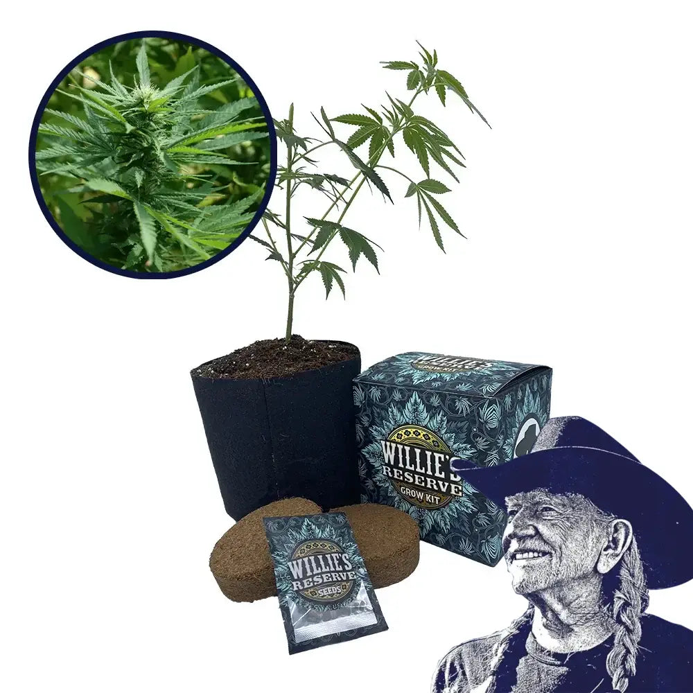 Chernobyl Strain High Yield Grow Kit