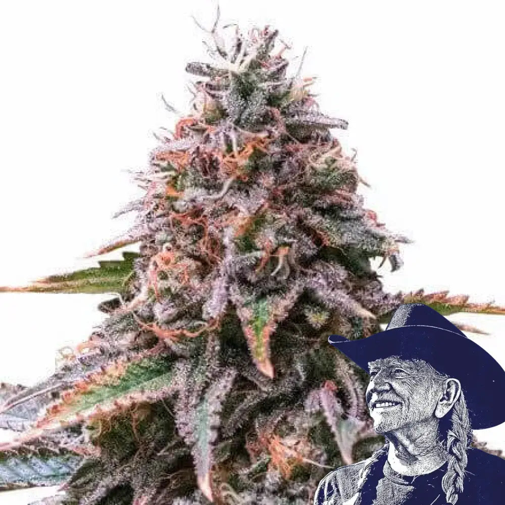 Cherry Pie