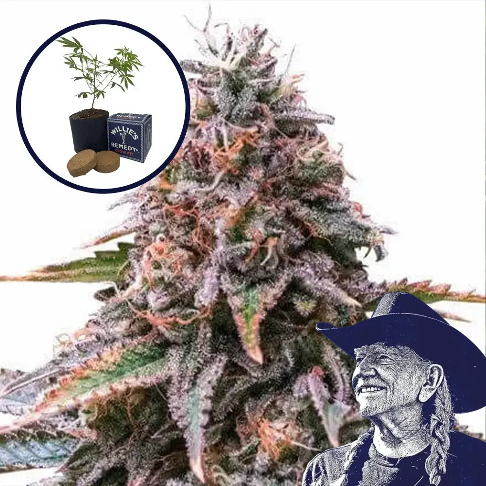 Cherry Pie Grow Kit