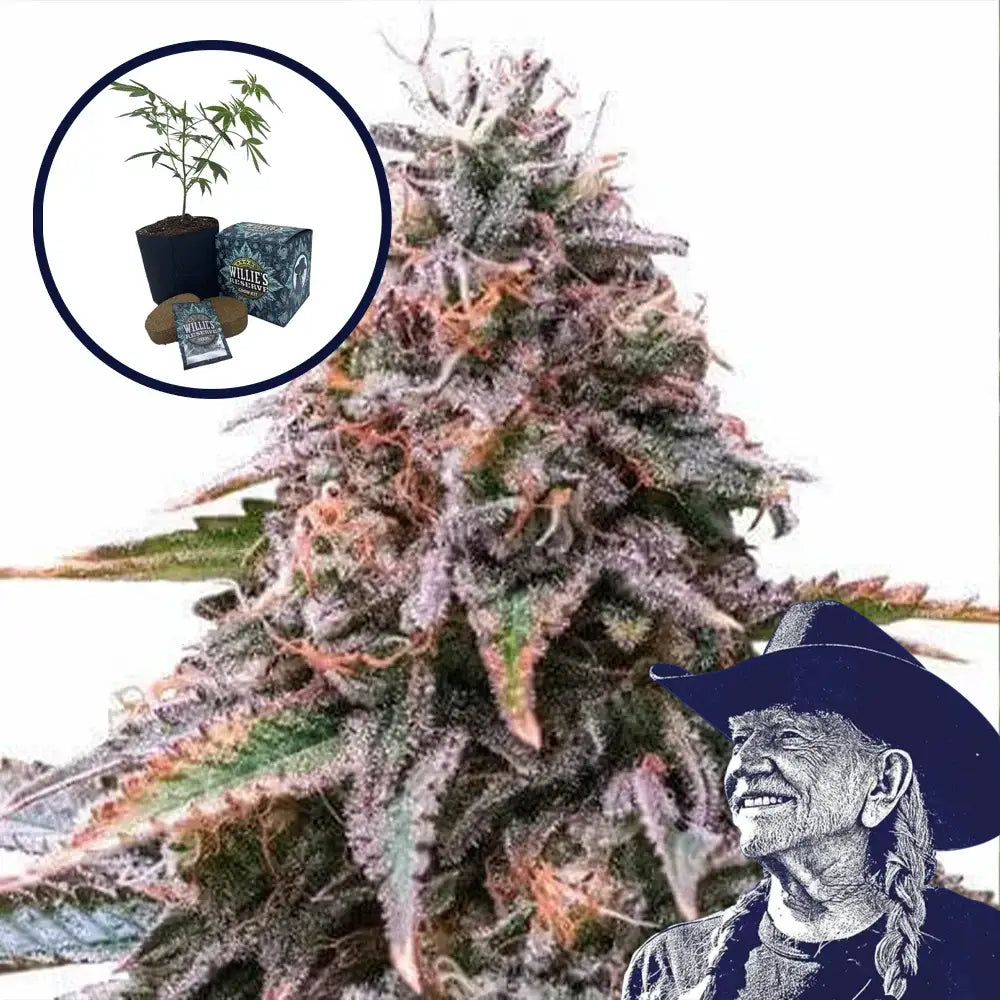 Cherry Pie High Yield Grow Kit