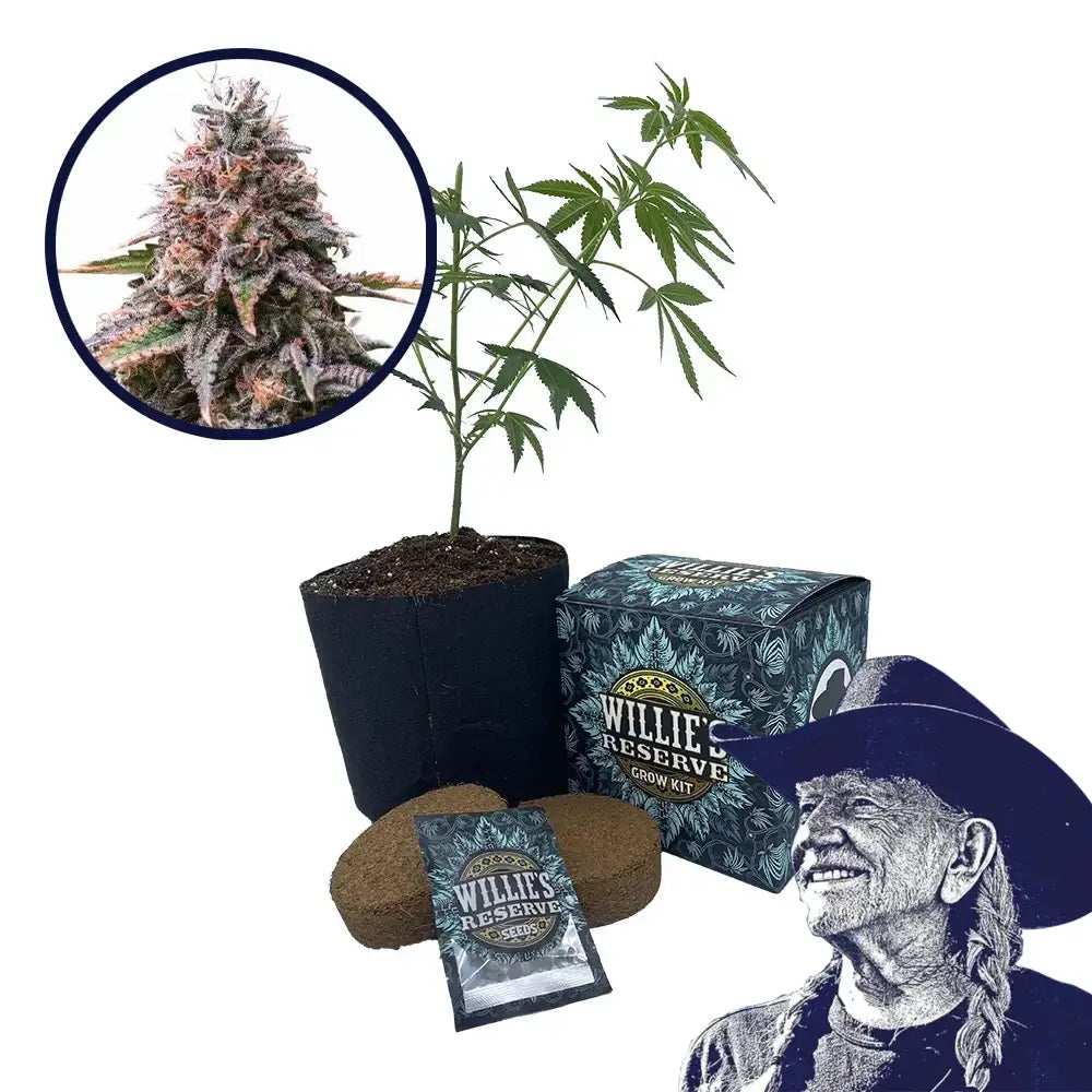 Cherry Pie Strain High Yield Grow Kit