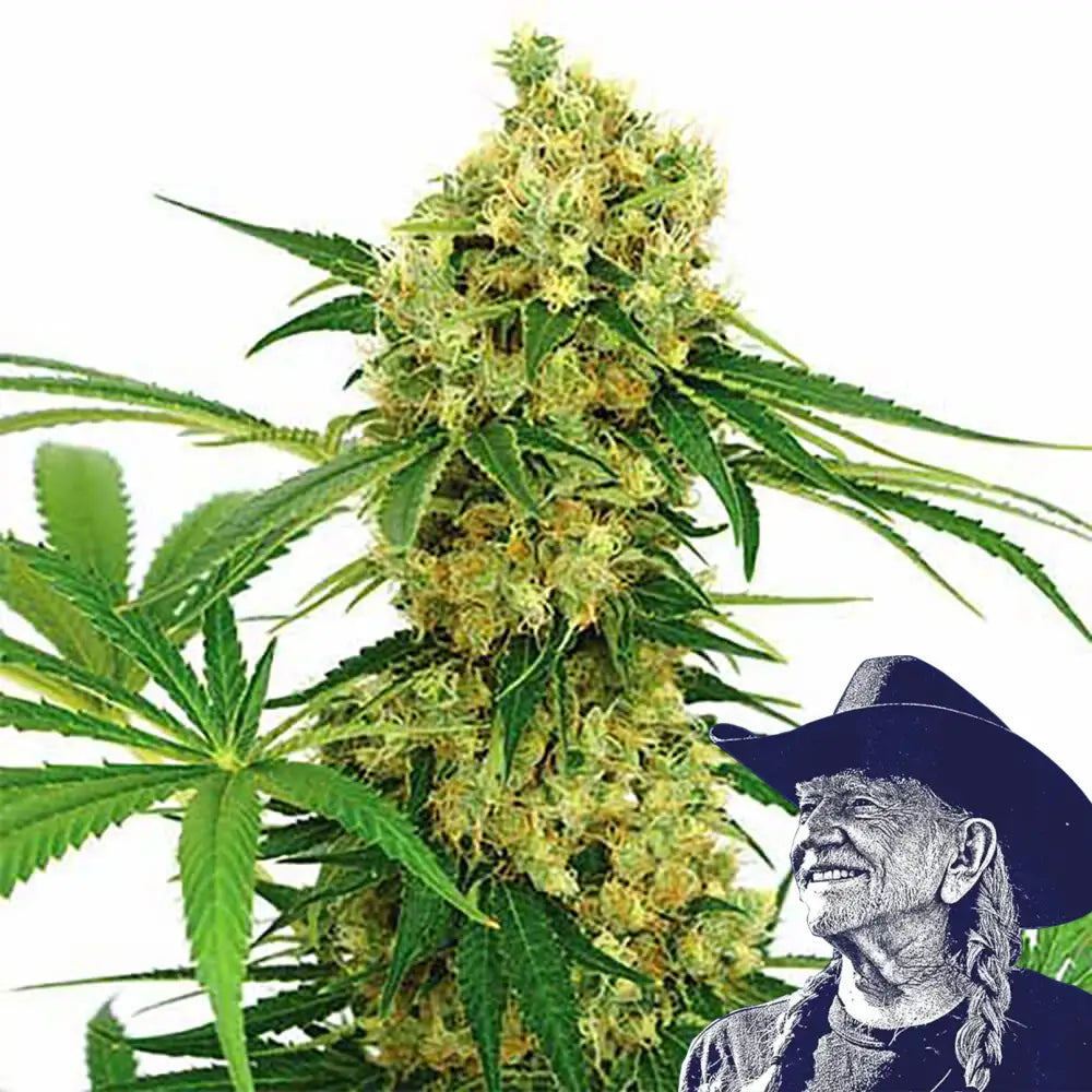 Chocolope Auto