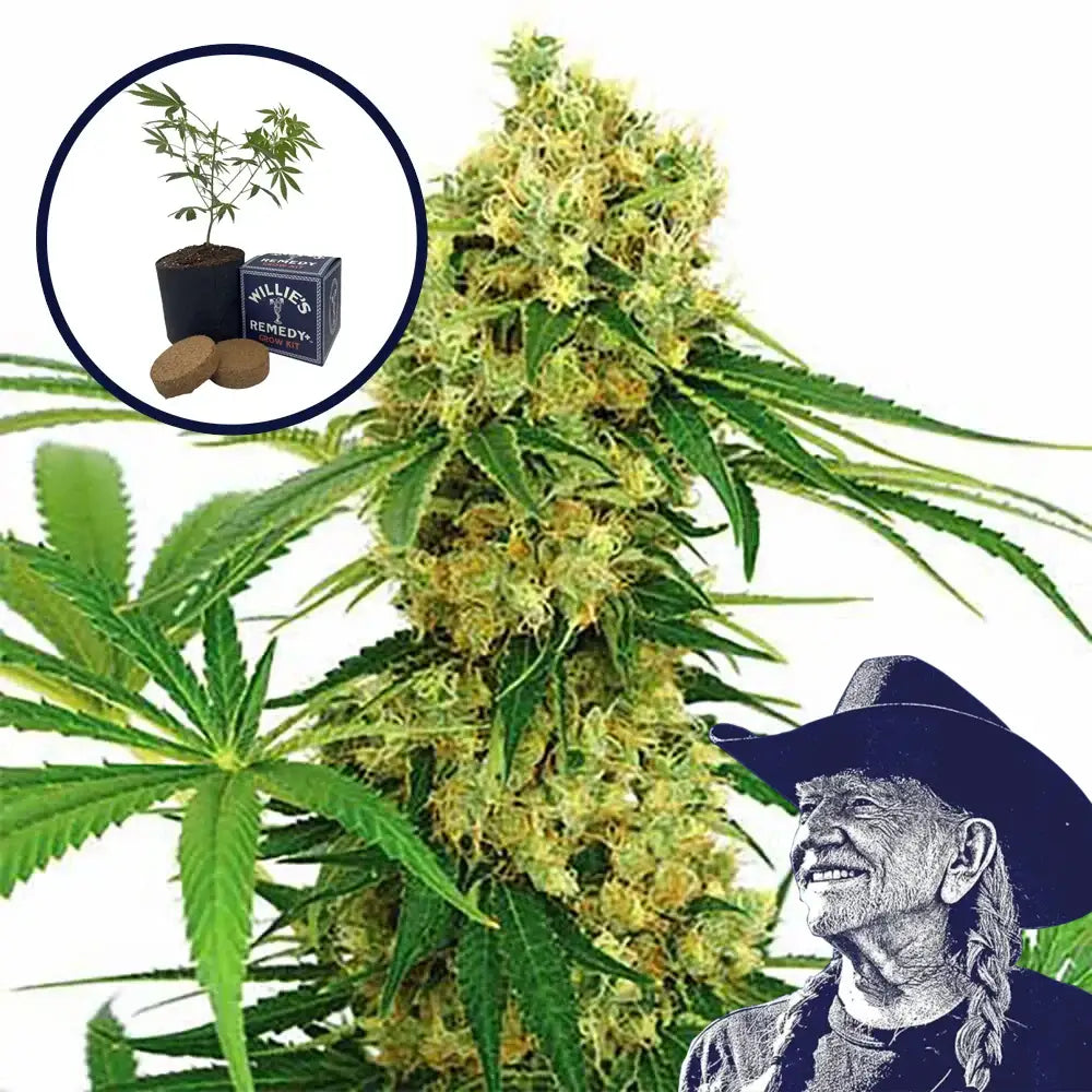 Chocolope Grow Kit