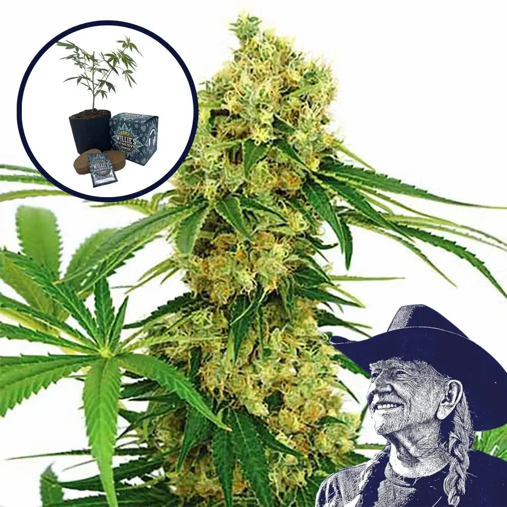 Chocolope High Yield Grow Kit