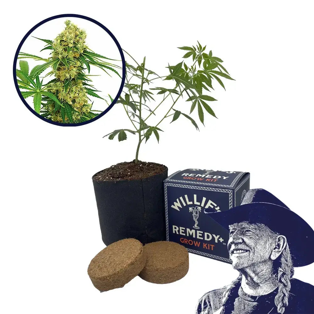 Chocolope Strain Grow Kit