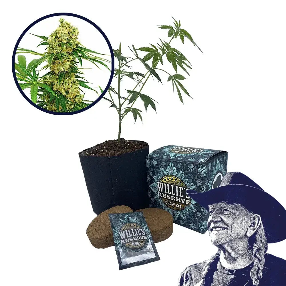 Chocolope Strain High Yield Grow Kit