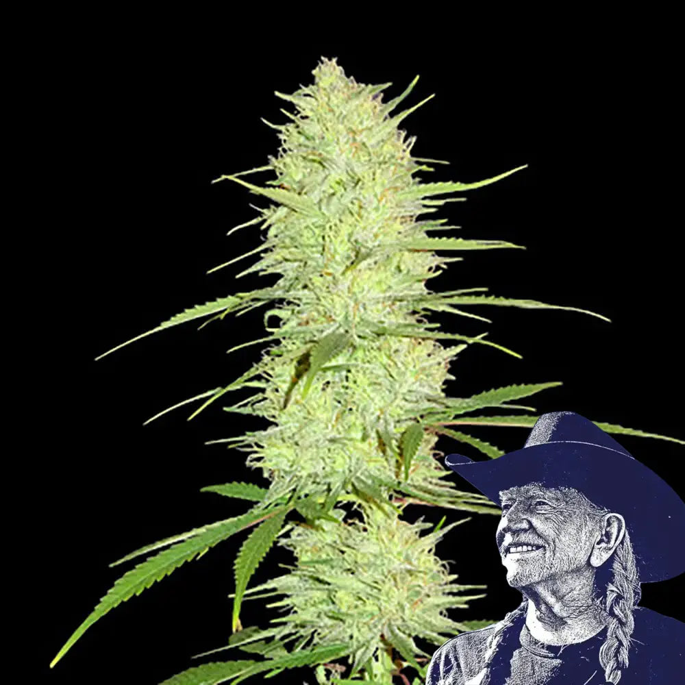 Cinderella 99 Auto