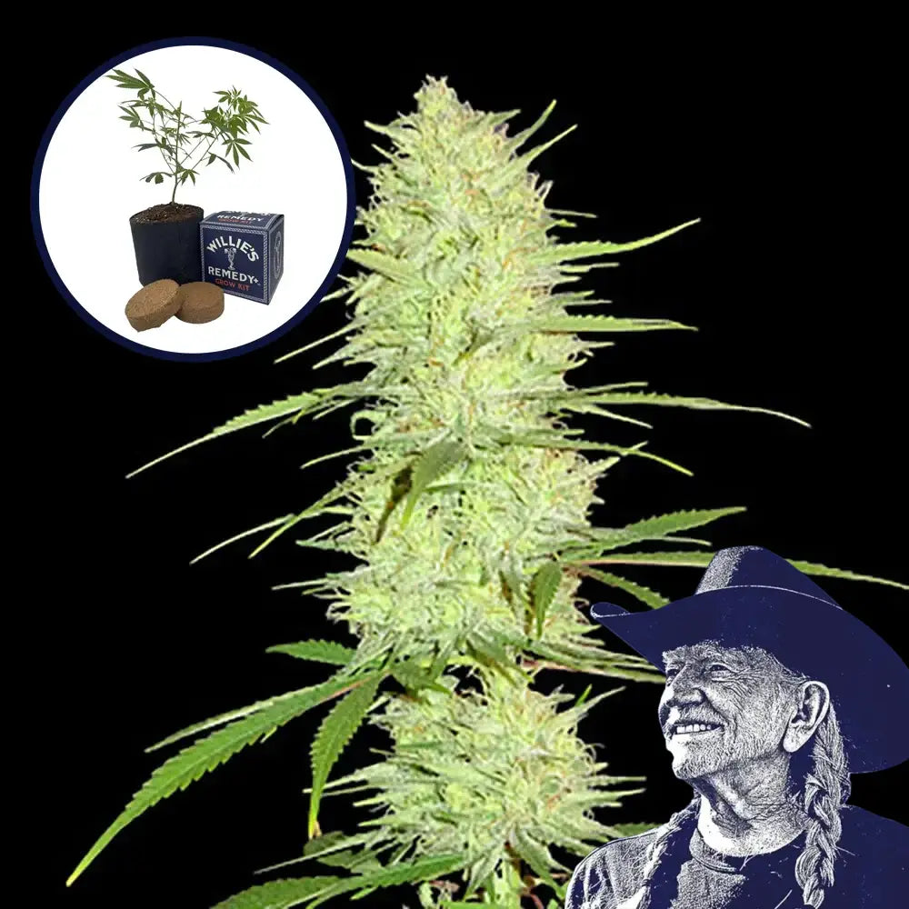Cinderella 99 Grow Kit
