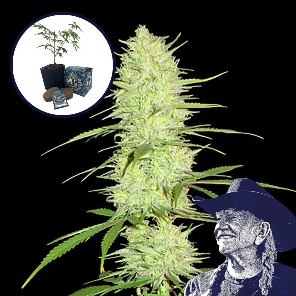 Cinderella 99 High Yield Grow Kit