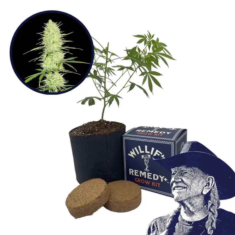 Cinderella 99 Strain Grow Kit