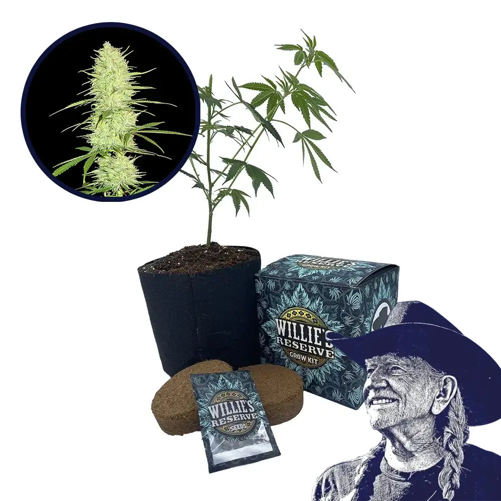 Cinderella 99 Strain High Yield Grow Kit