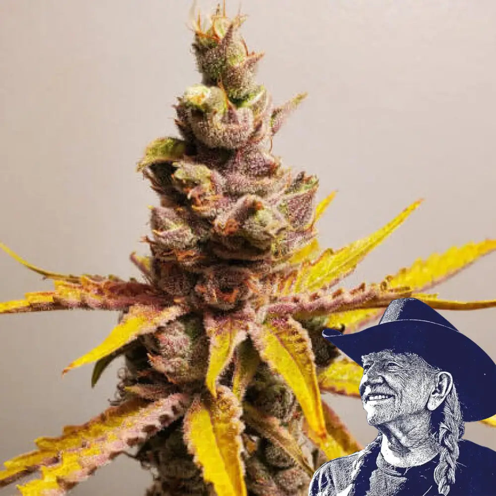 Clementine Auto
