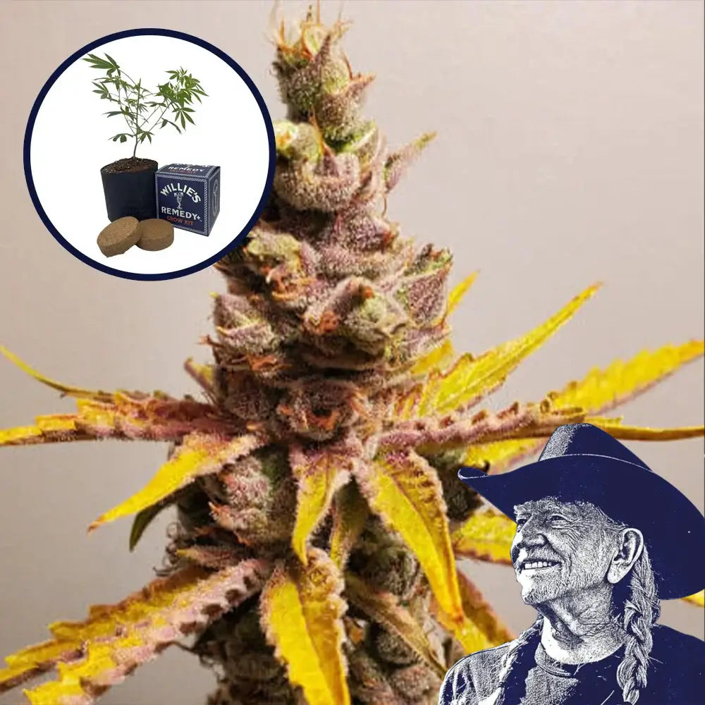 Clementine Grow Kit