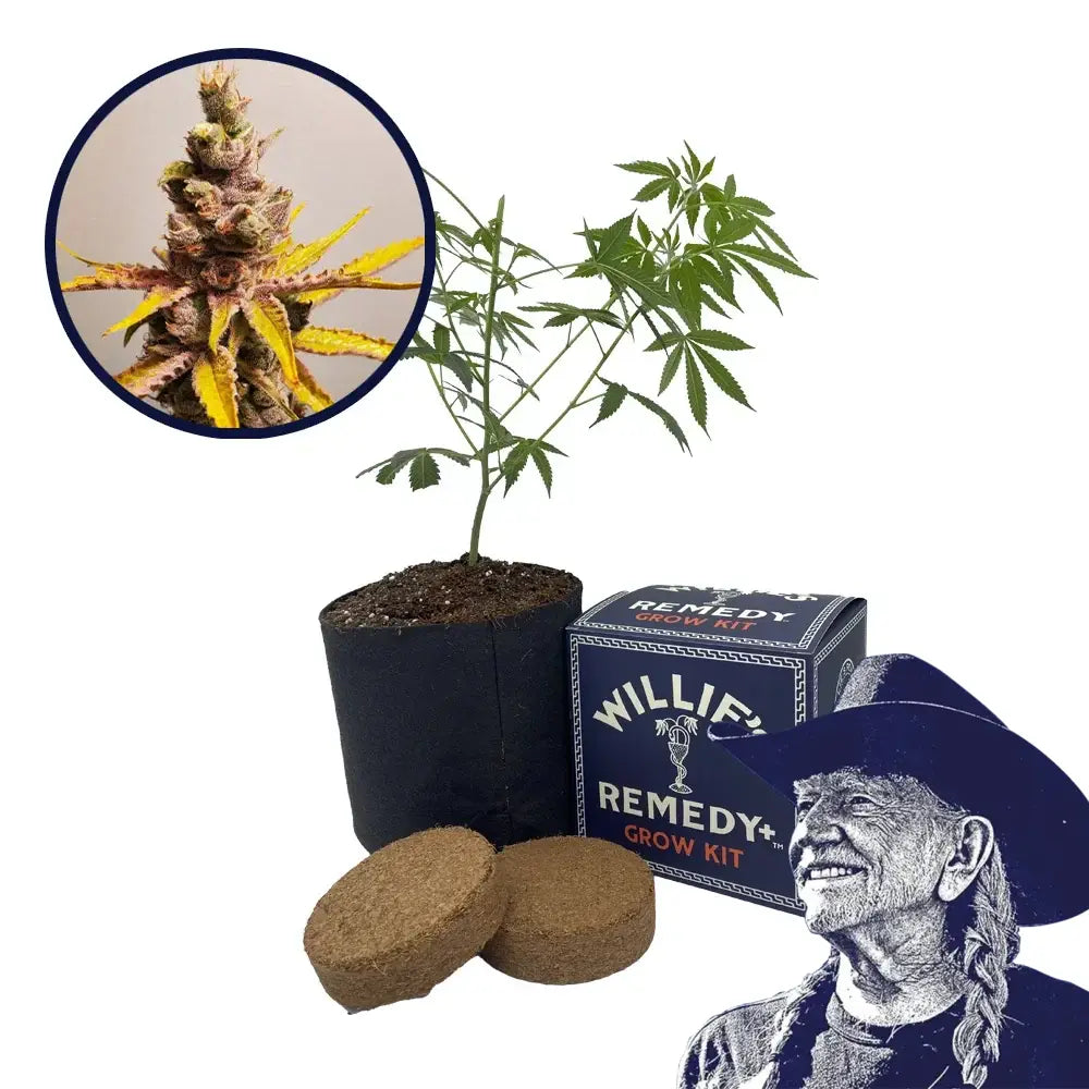 Clementine Strain Grow Kit