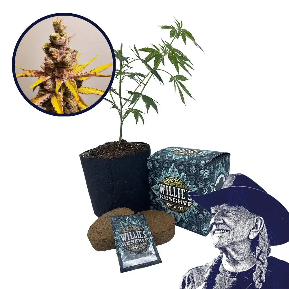 Clementine Strain High Yield Grow Kit