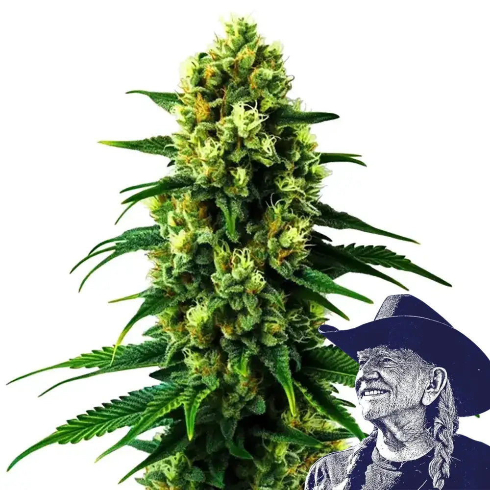 Colombian Gold Auto