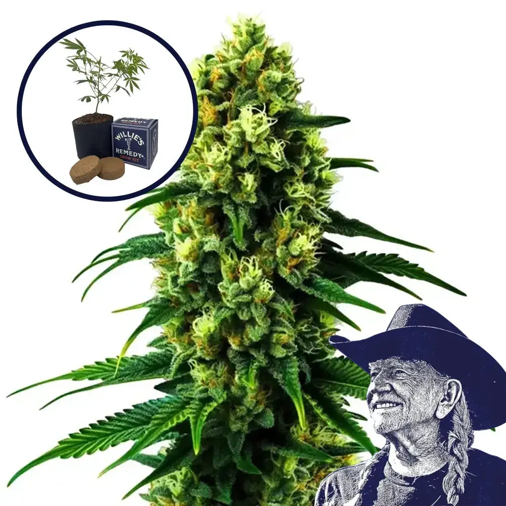 Colombian Gold Grow Kit