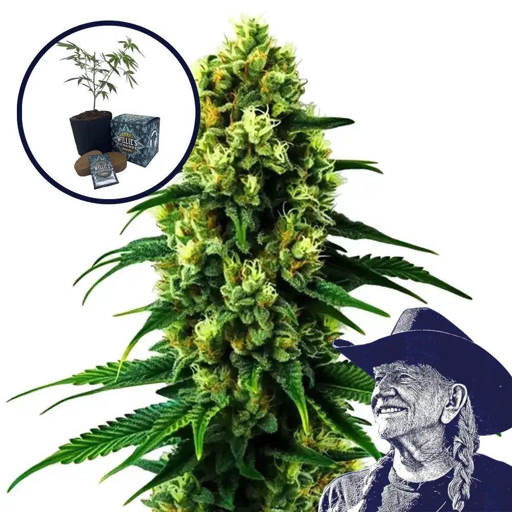 Colombian Gold High Yield Grow Kit