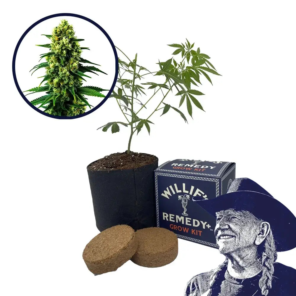 Colombian Gold Strain Grow Kit