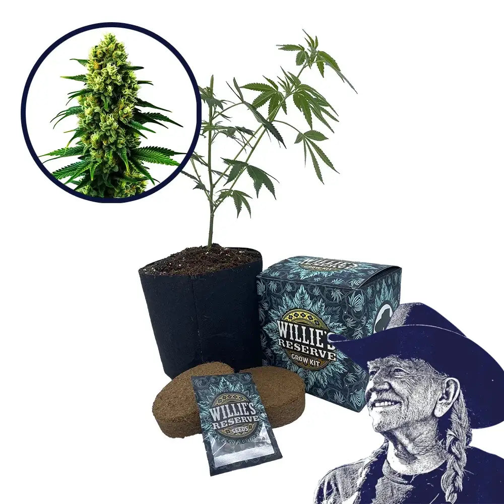 Colombian Gold Strain High Yield Grow Kit