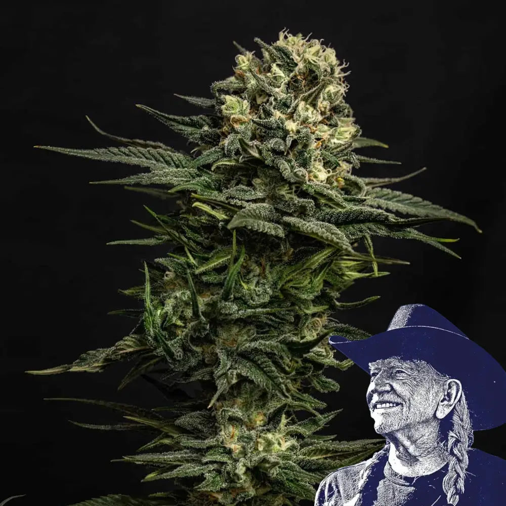 Cookie Frost Auto