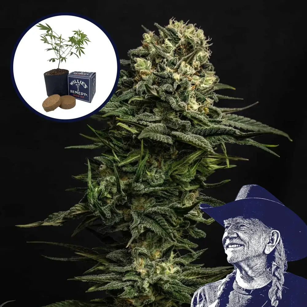 Cookie Frost Grow Kit