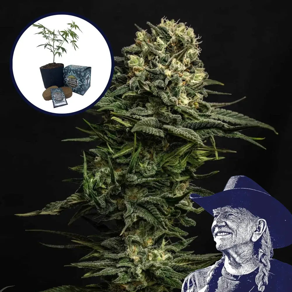 Cookie Frost High Yield Grow Kit