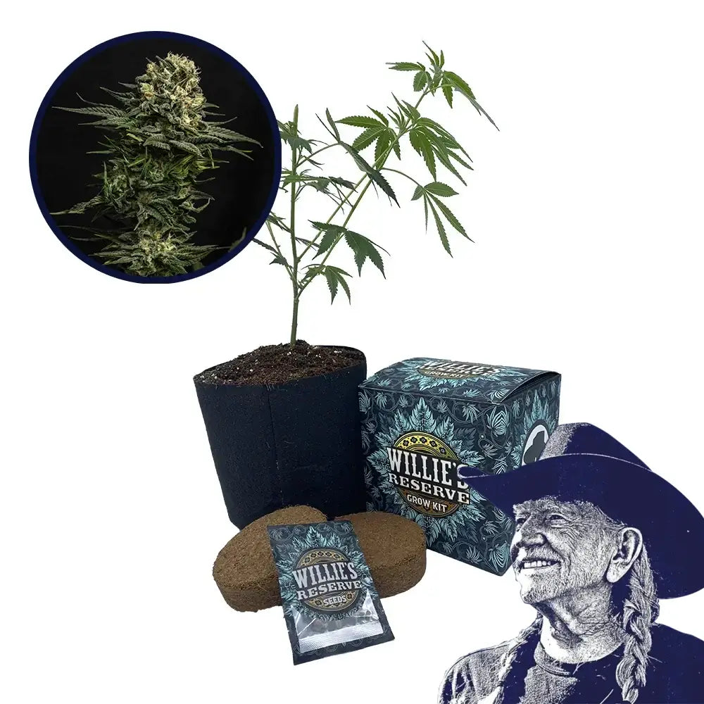 Cookie Frost Strain High Yield Grow Kit