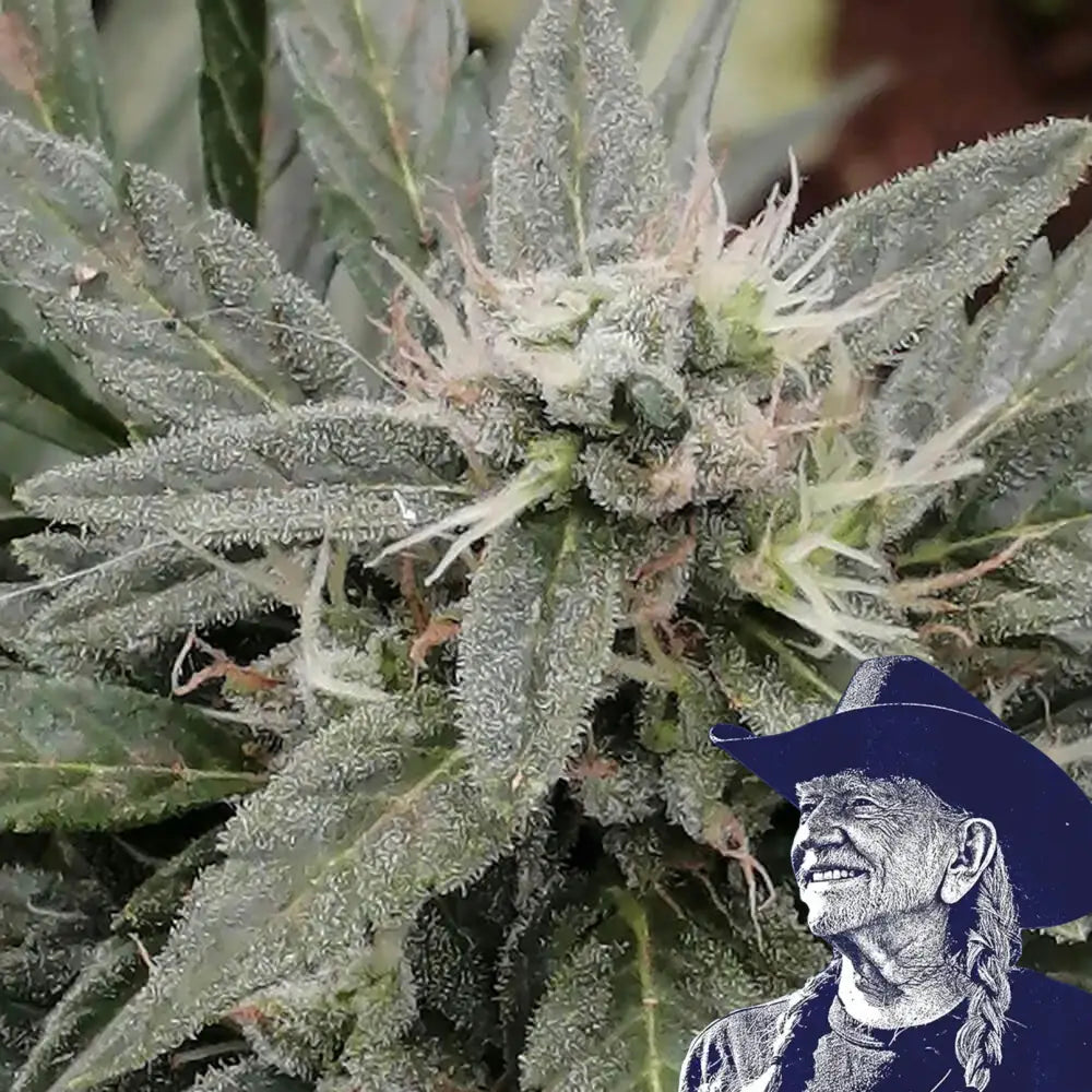 Cookies x Blood Cherry