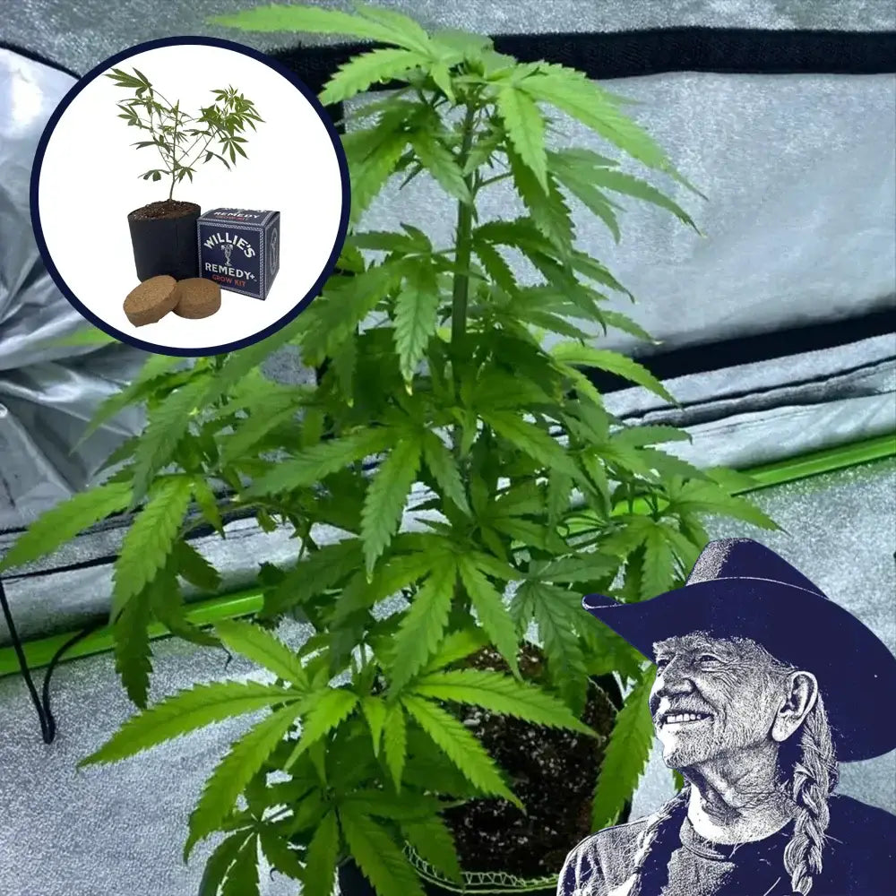 Cotton Candy Grow Kit