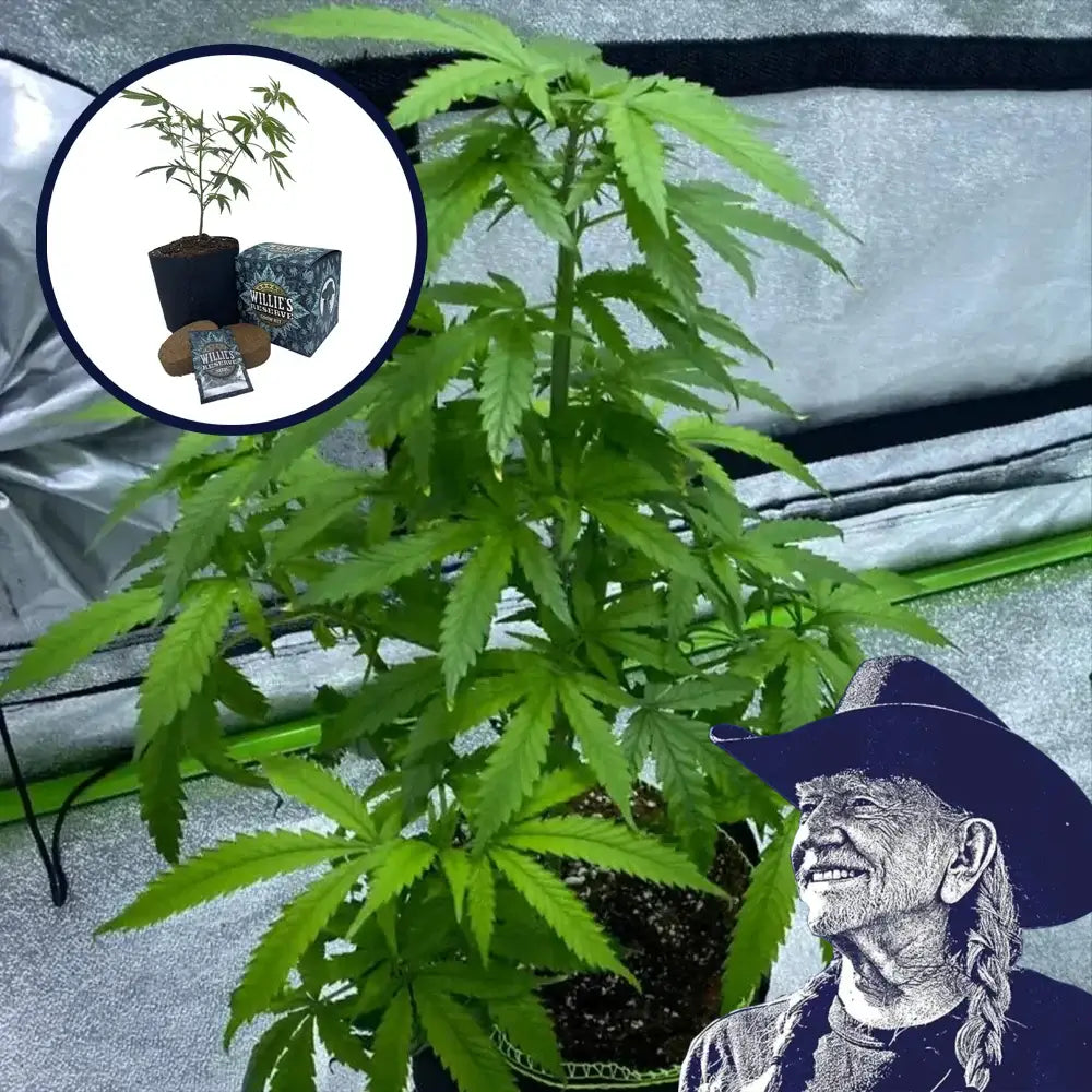 Cotton Candy High Yield Grow Kit