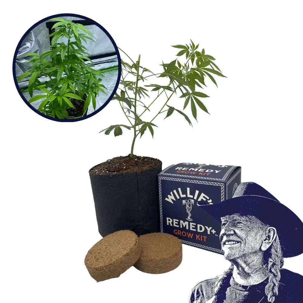 Cotton Candy Strain Grow Kit