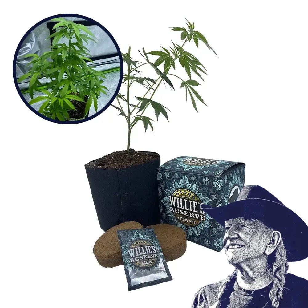 Cotton Candy Strain High Yield Grow Kit
