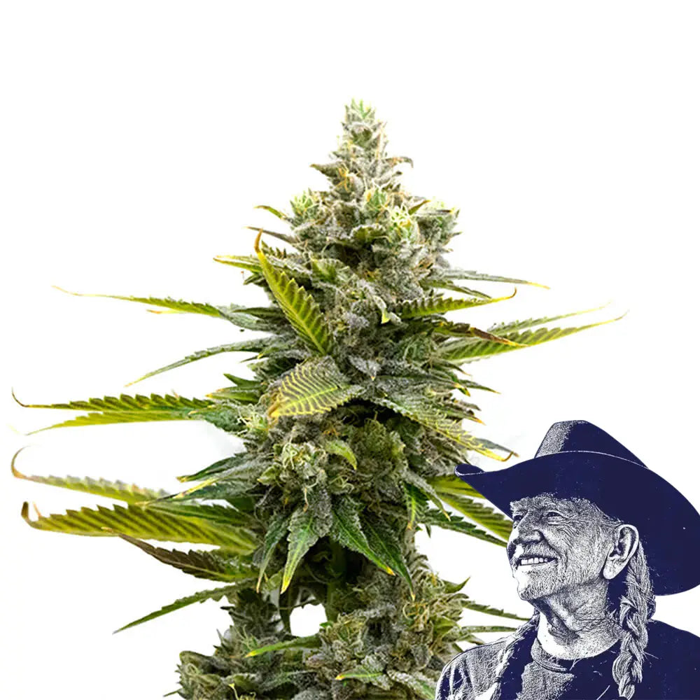 Critical Mass