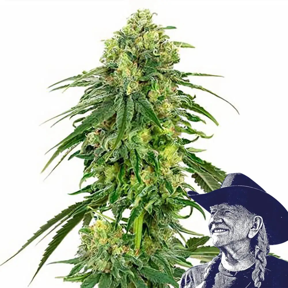 Deadhead OG Auto
