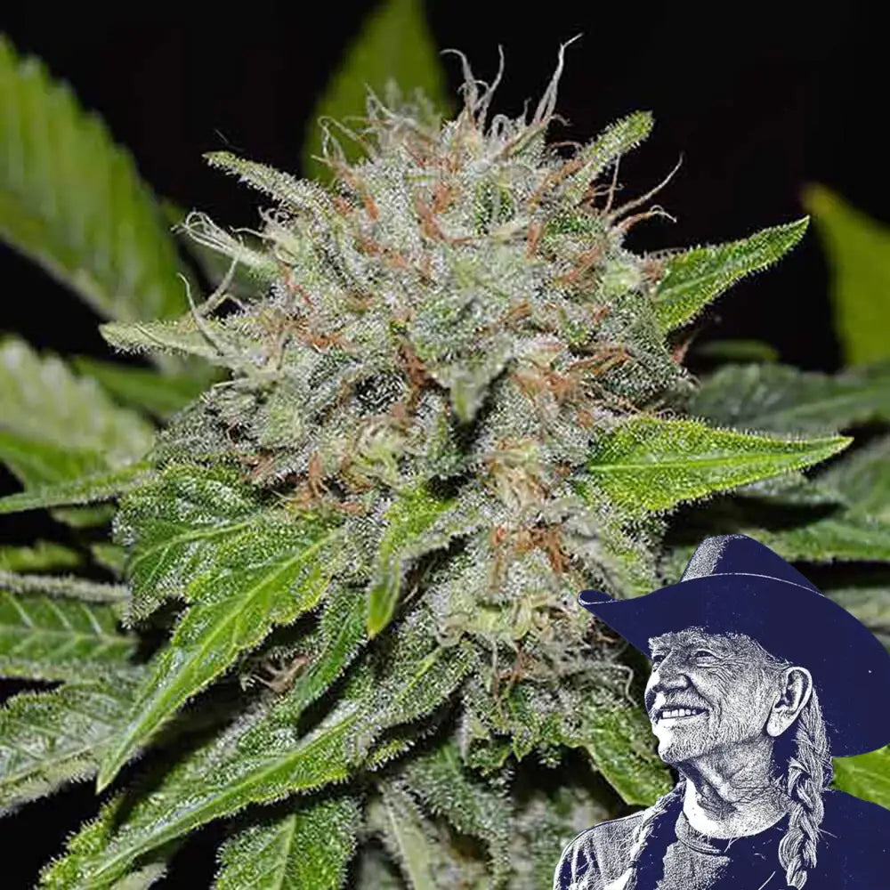 Deep Mandarine Auto