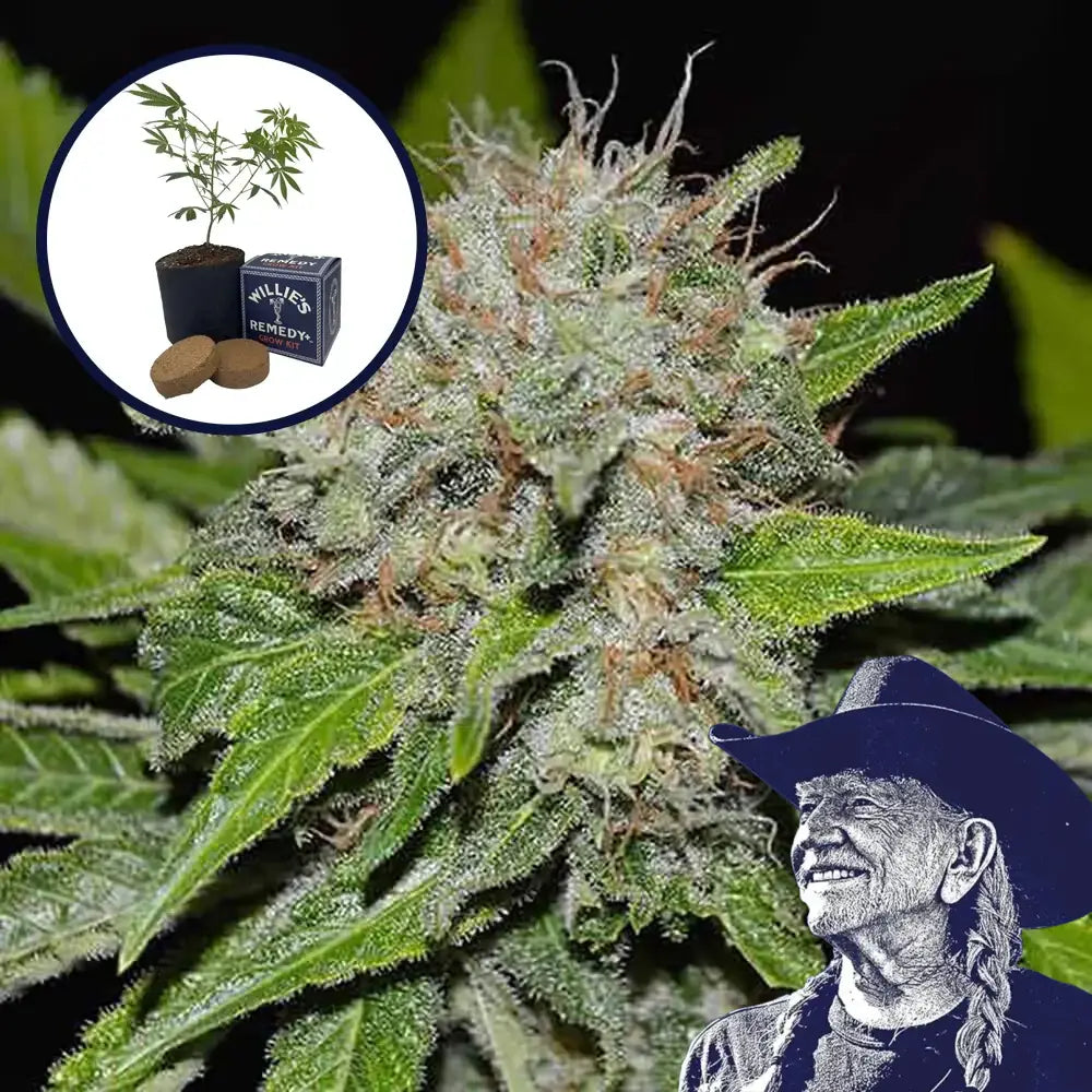 Deep Mandarine Grow Kit