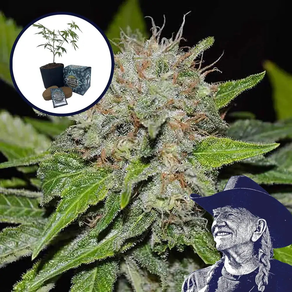 Deep Mandarine High Yield Grow Kit