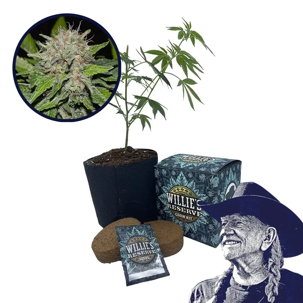 Deep Mandarine Strain High Yield Grow Kit