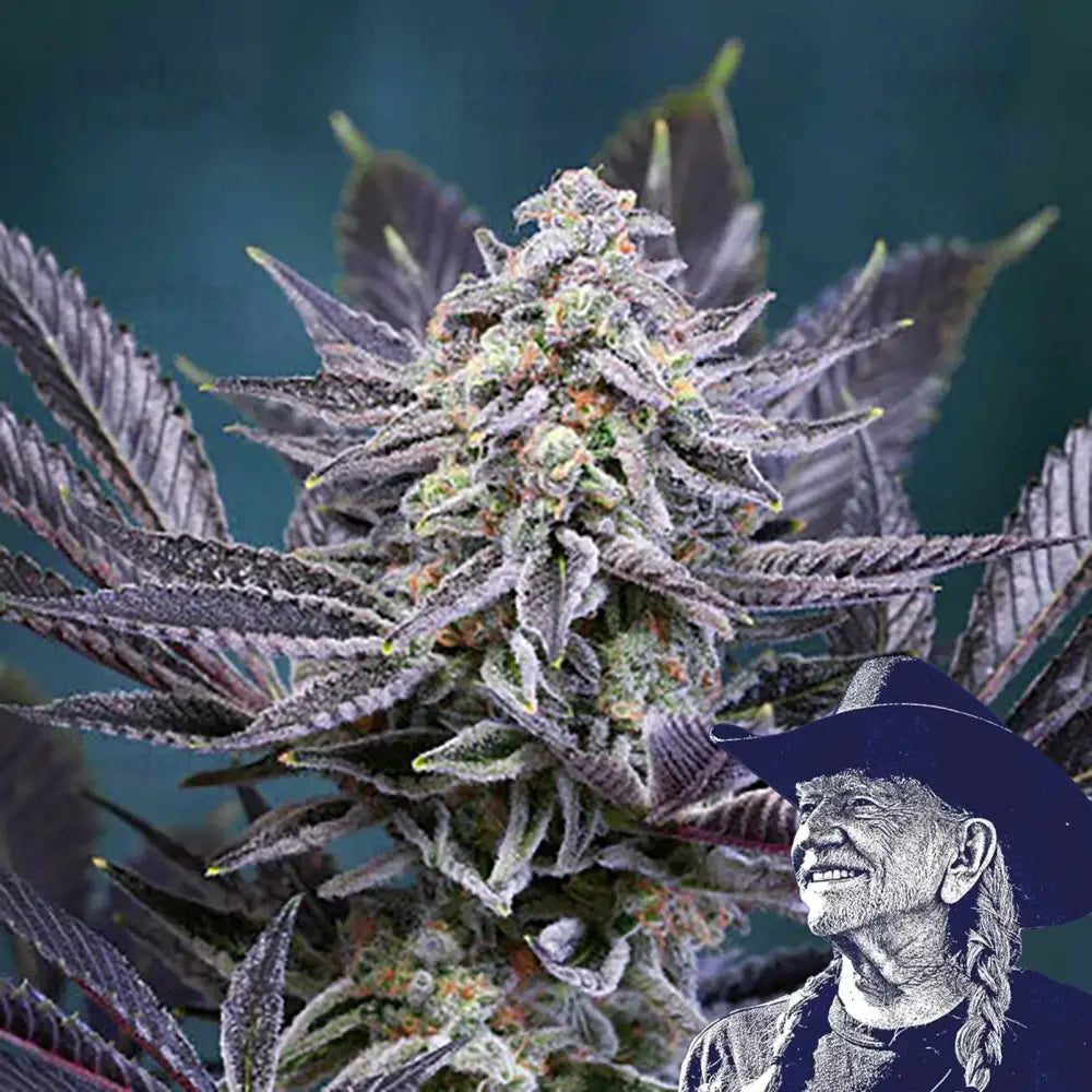 Deep Purple Auto
