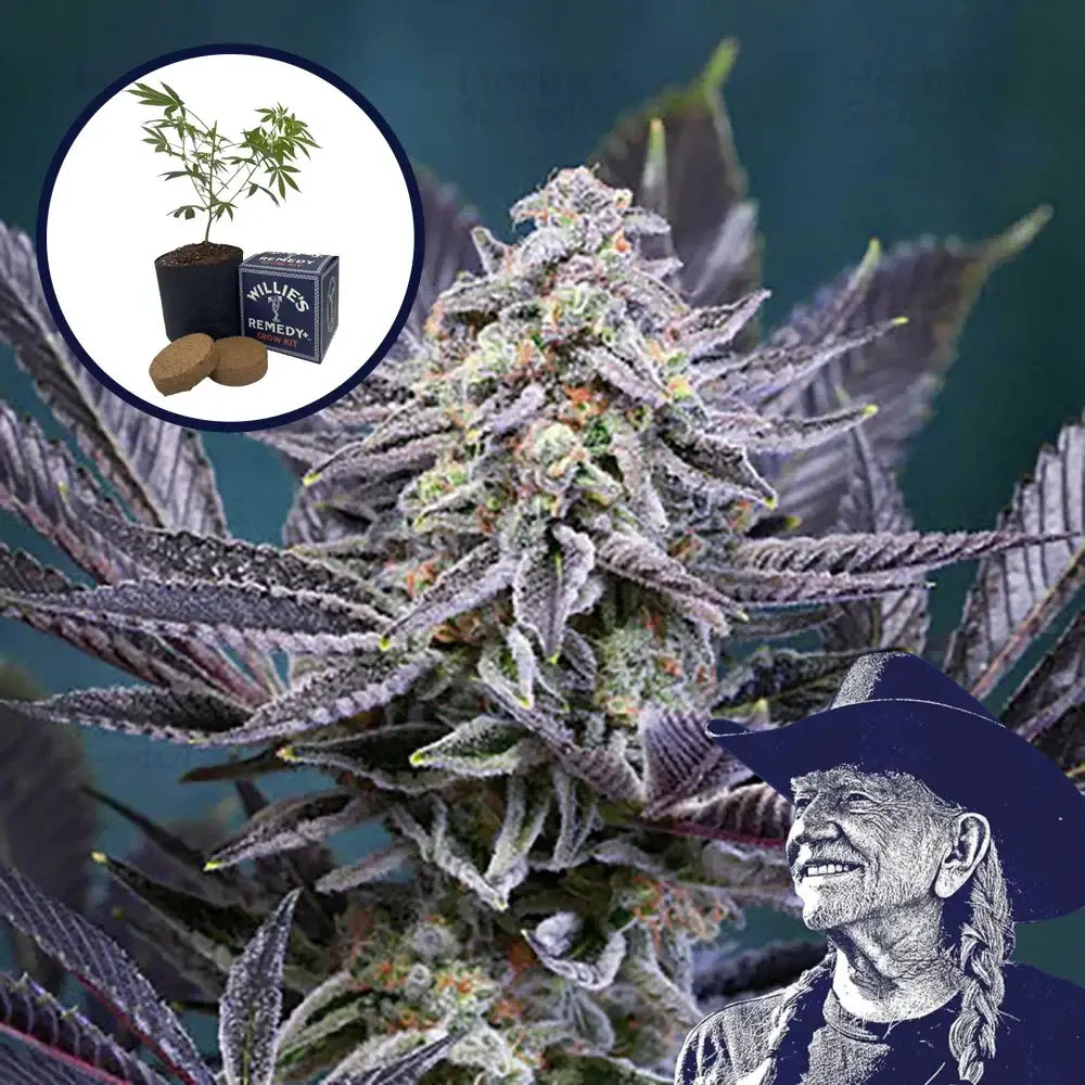 Deep Purple Grow Kit